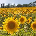 Gorgeous In * Castiglion Fiorentino