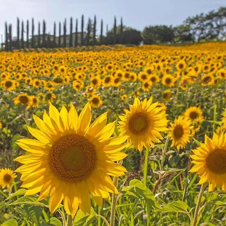 Gorgeous In * Castiglion Fiorentino